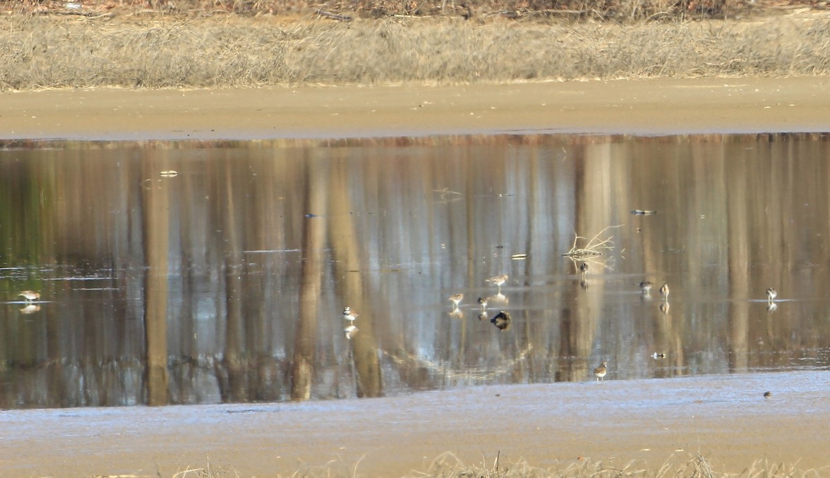 Wilson's Snipe - ML615163387