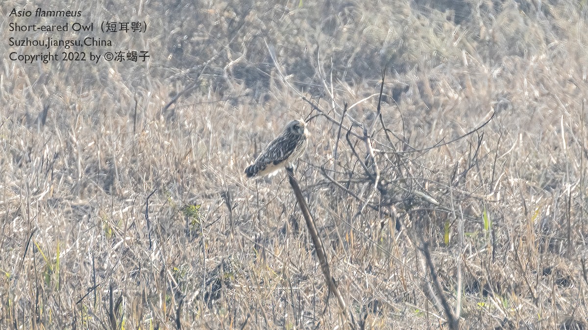 Short-eared Owl - ML615163421