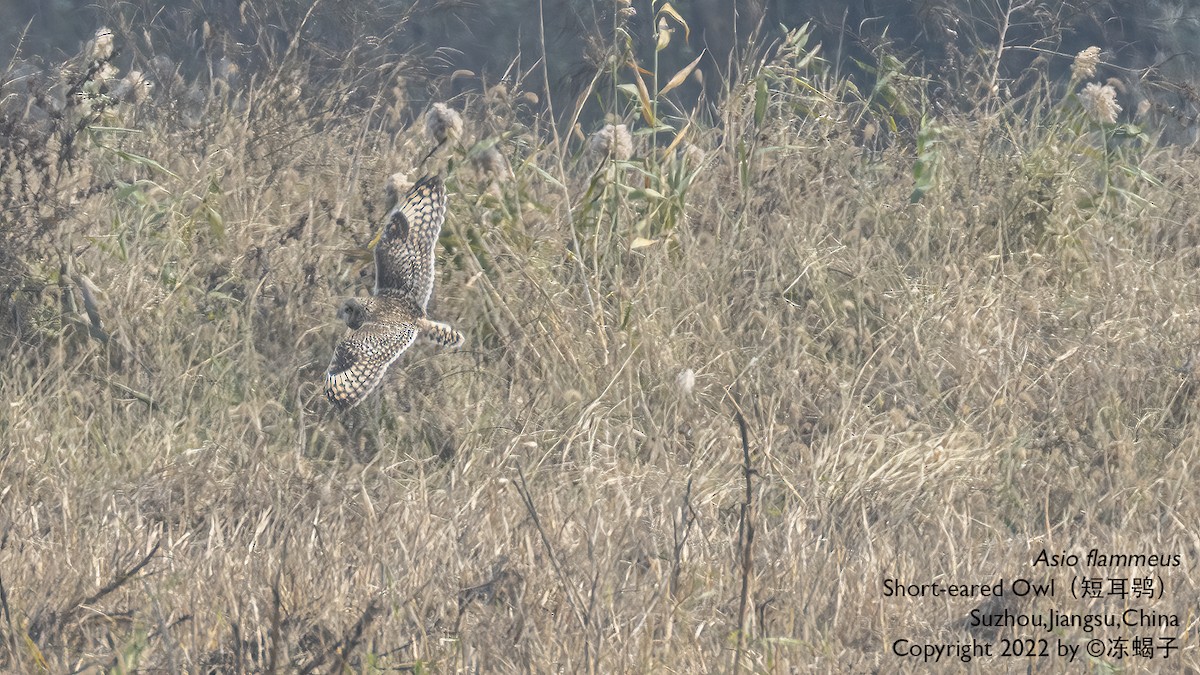 Short-eared Owl - Xuelei Jiang