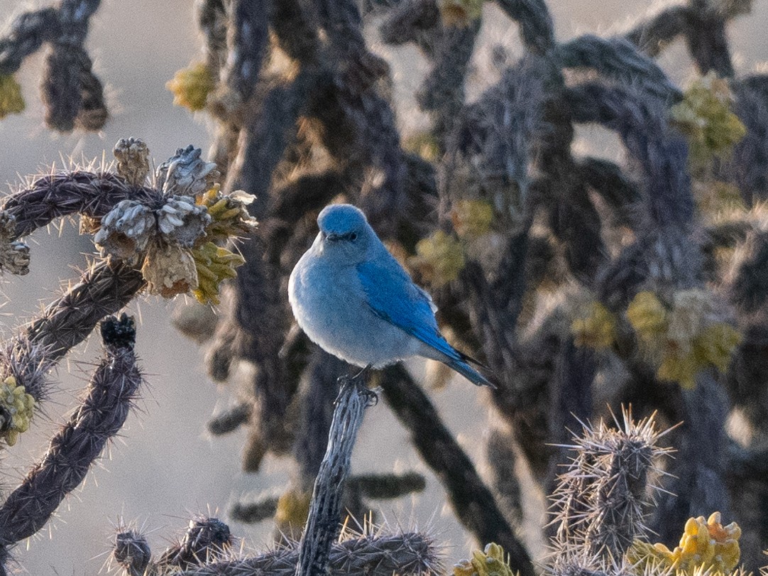 Mountain Bluebird - Ira Blau