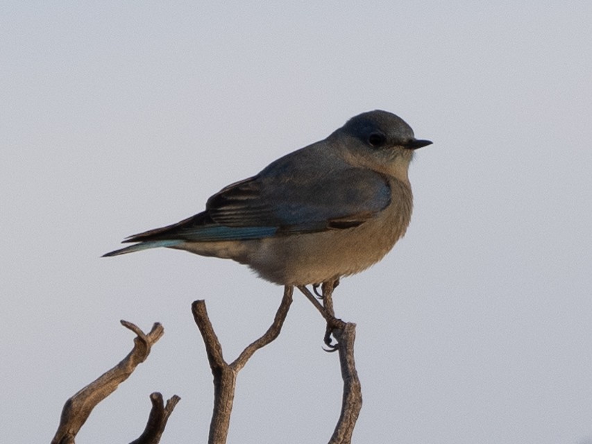 Mountain Bluebird - Ira Blau