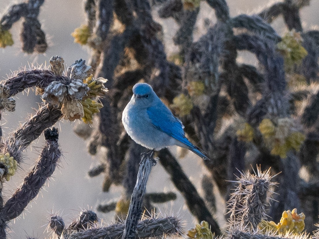 Mountain Bluebird - ML615163493