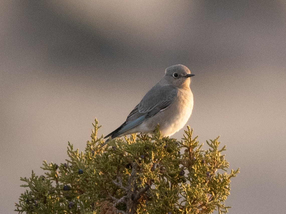 Mountain Bluebird - Ira Blau