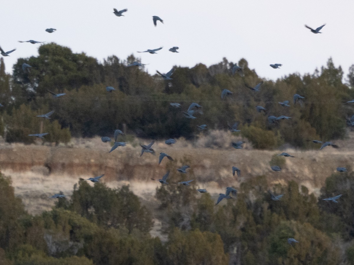 Pinyon Jay - Ira Blau