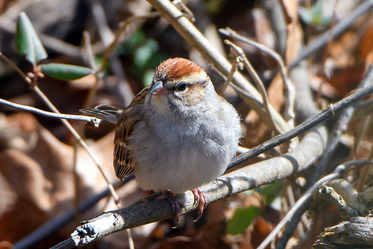 Chipping Sparrow - ML615163516