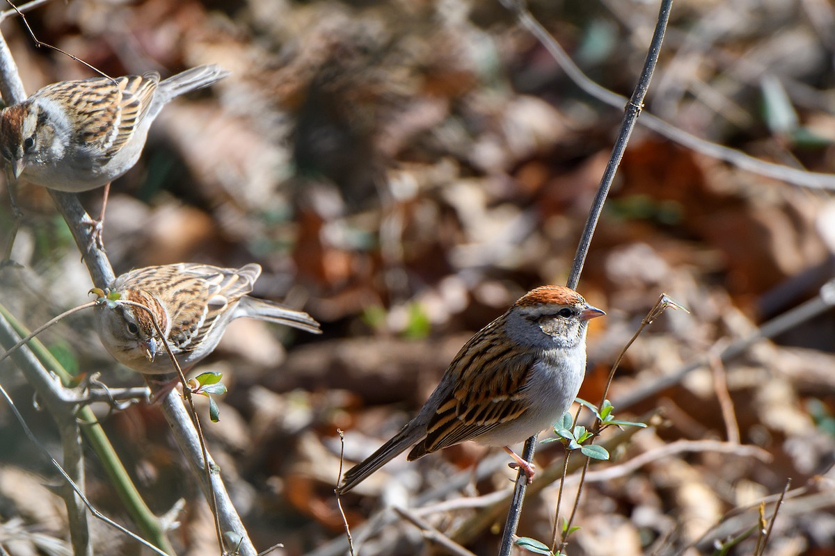 Chipping Sparrow - ML615163517