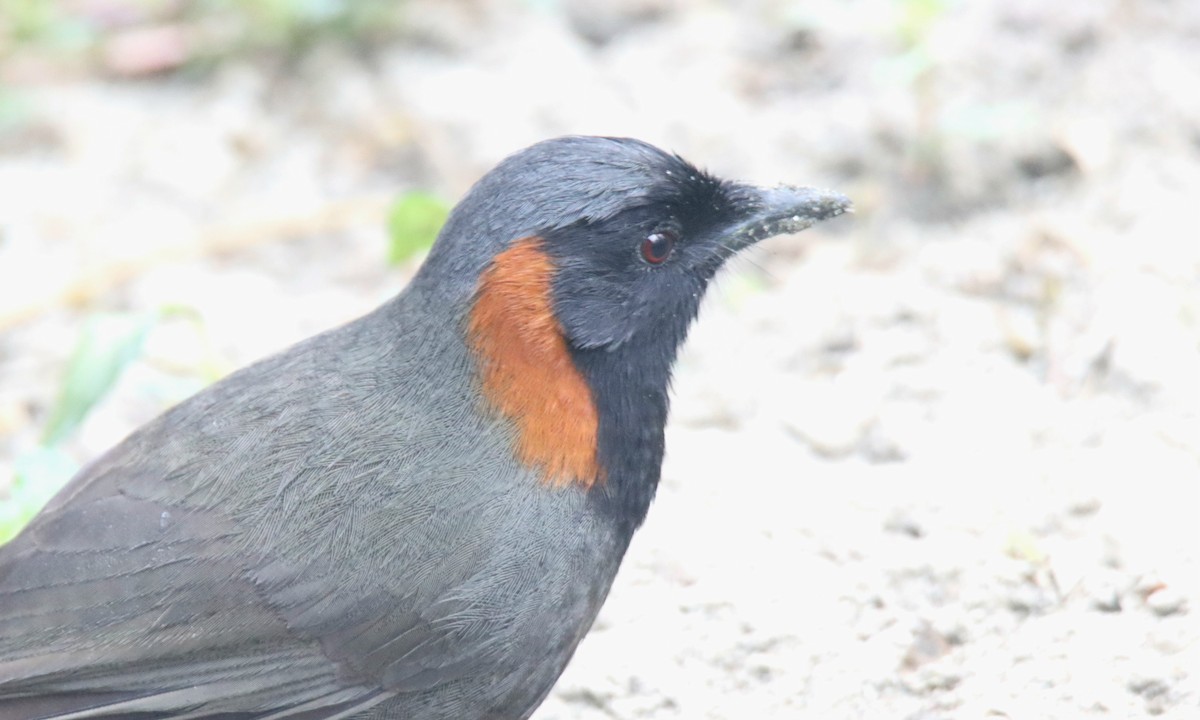 Rufous-necked Laughingthrush - ML615163519