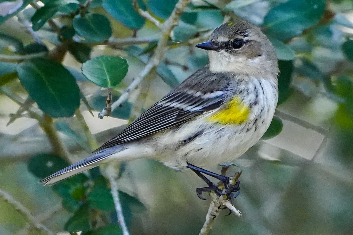 Yellow-rumped Warbler - Anonymous