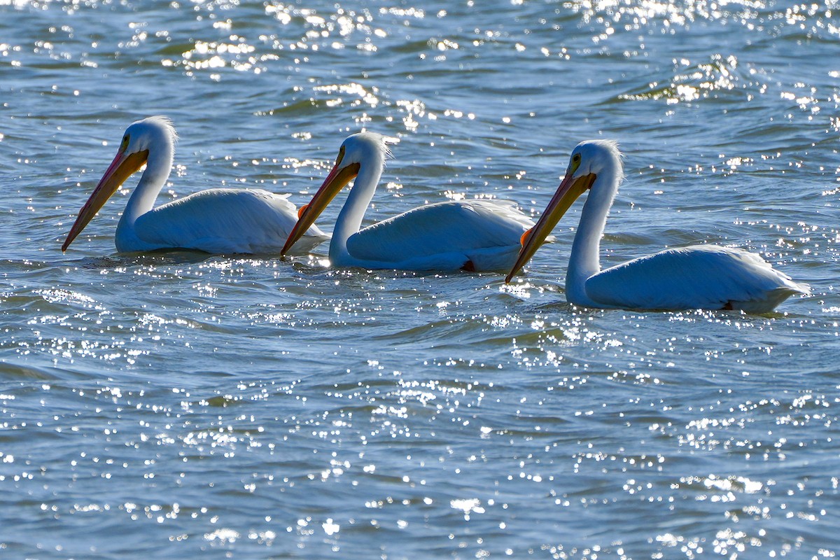 pelikán severoamerický - ML615163572