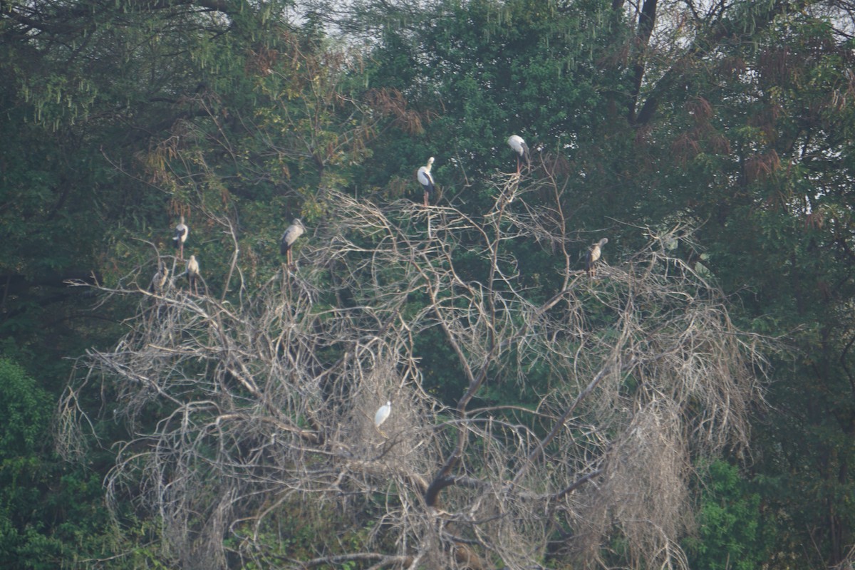 Asian Openbill - Kirubakaran Valayapathi