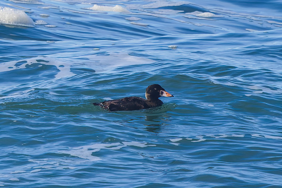 Surf Scoter - ML615163625