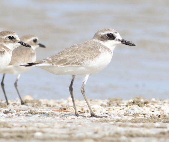 Greater Sand-Plover - ML615163629