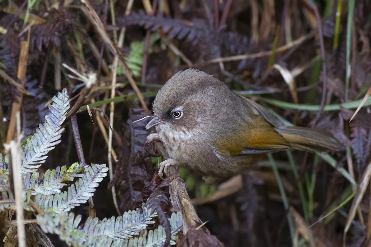 Taiwan Fulvetta - ML615163760