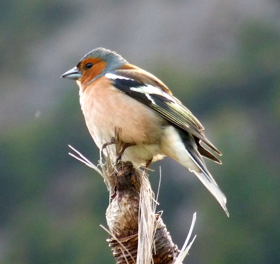 Common Chaffinch - Arden Anderson
