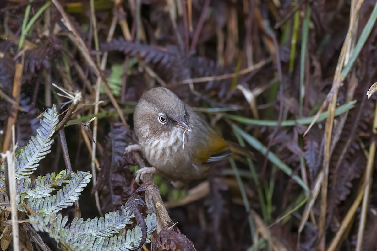 Taiwan Fulvetta - ML615163830