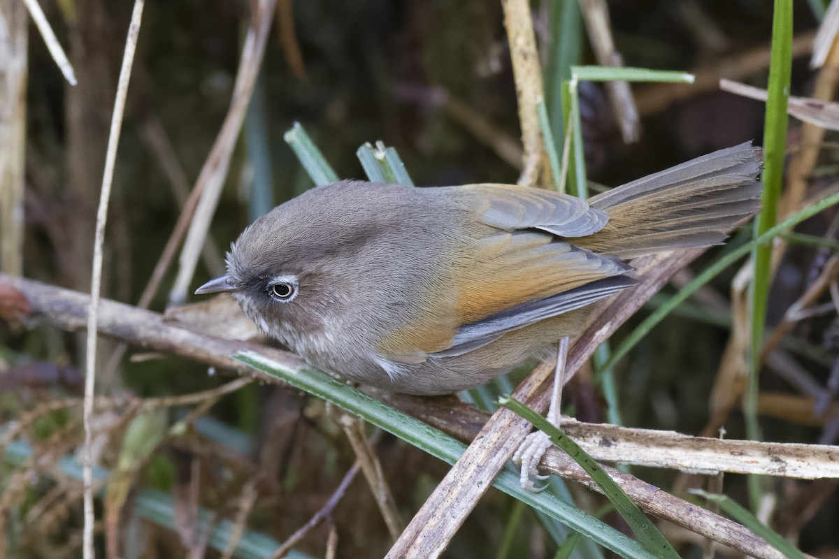 Taiwan Fulvetta - ML615163831