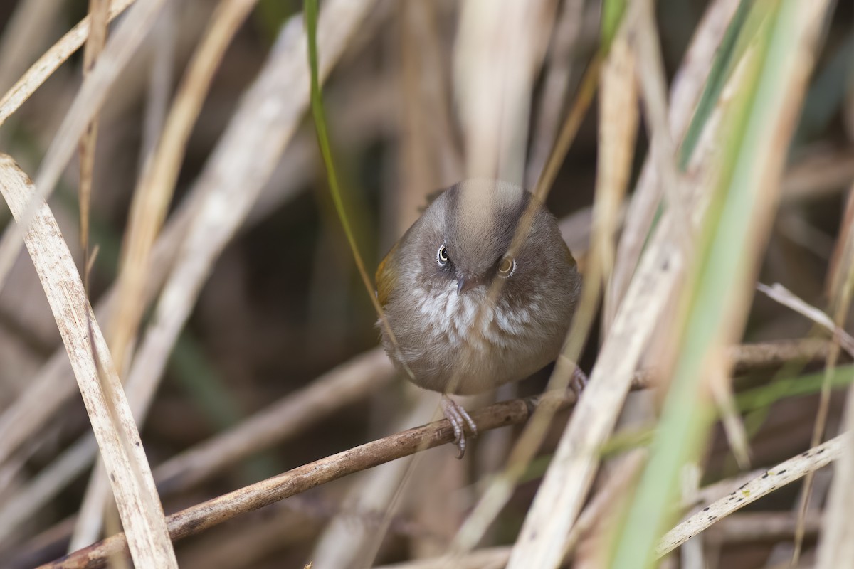 Taiwan Fulvetta - ML615163835