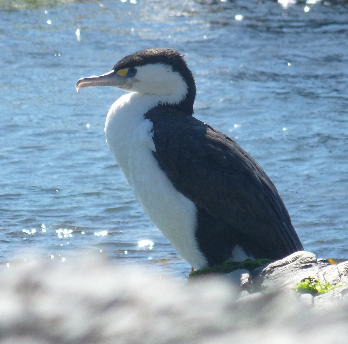 Pied Cormorant - ML615163853