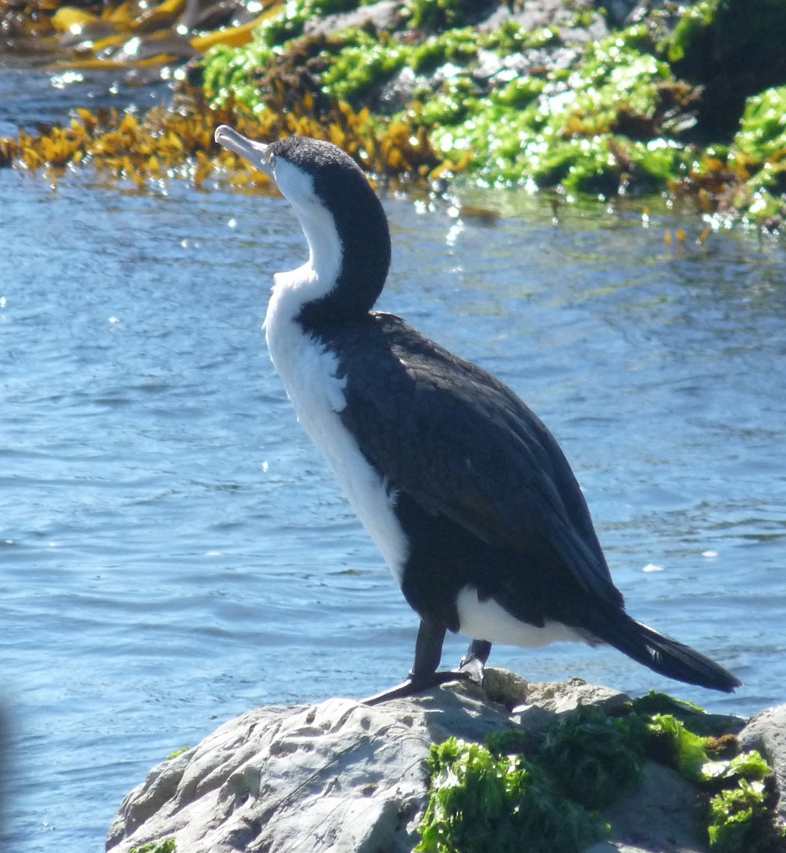 Pied Cormorant - ML615163854