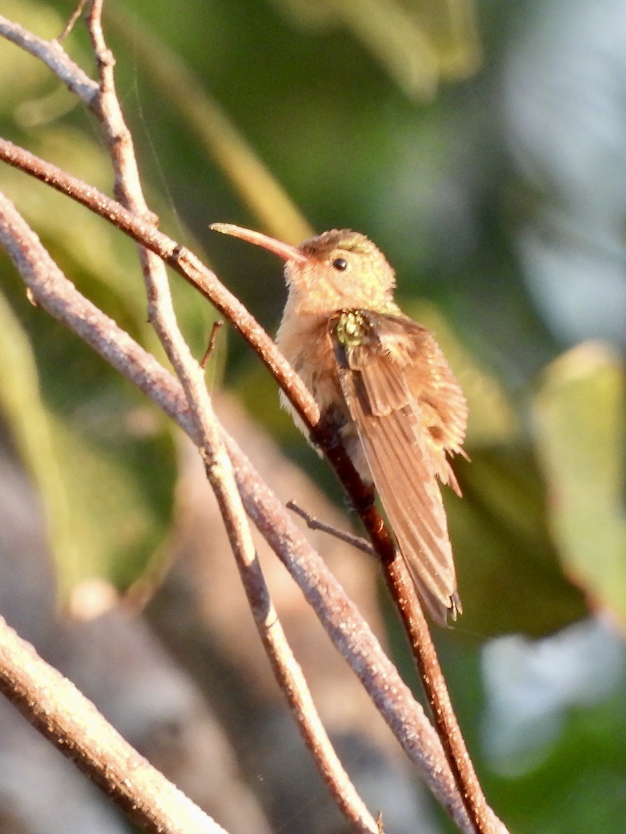 Cinnamon Hummingbird - ML615163917