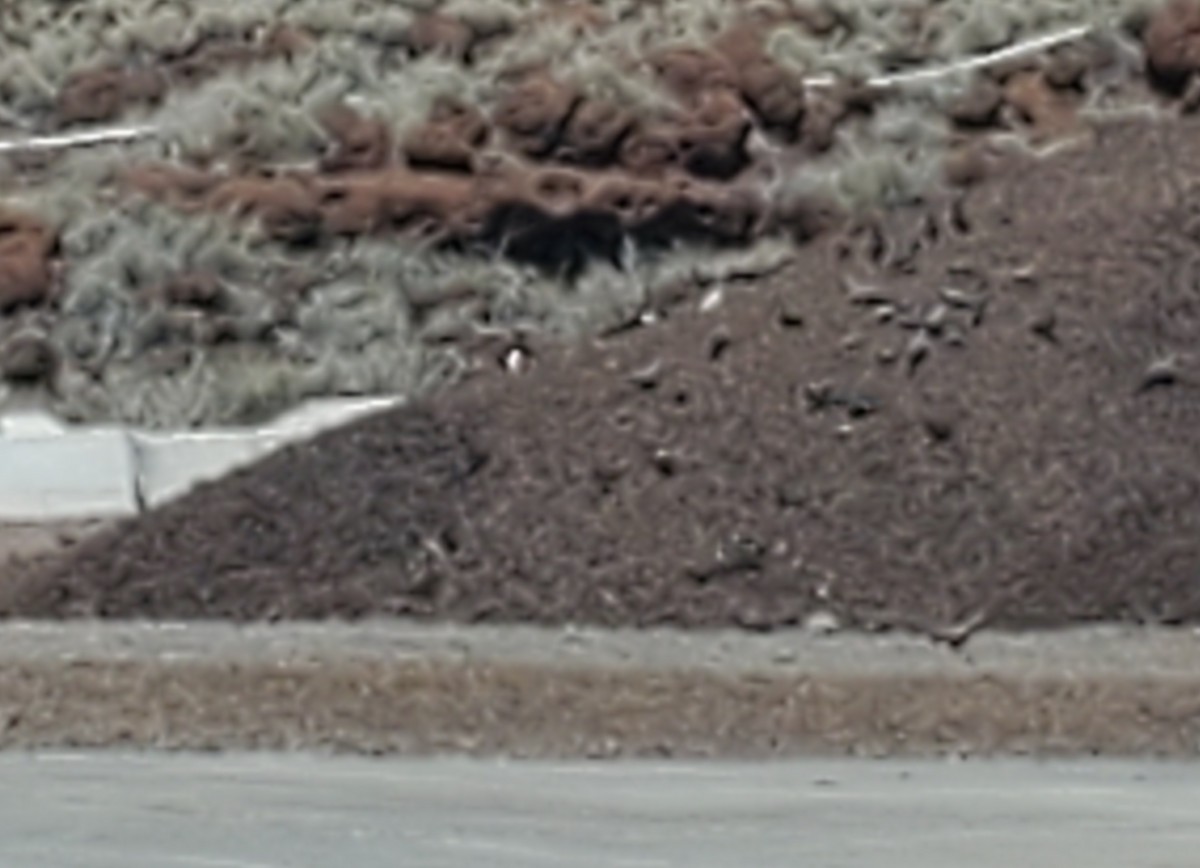 Rosy-faced Lovebird - ML615163937