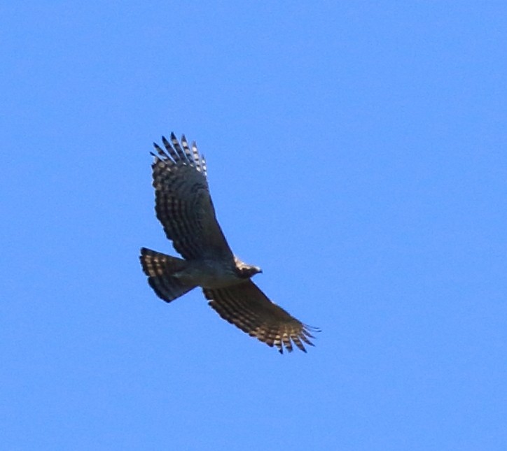 Mountain Hawk-Eagle - Rob Loveband