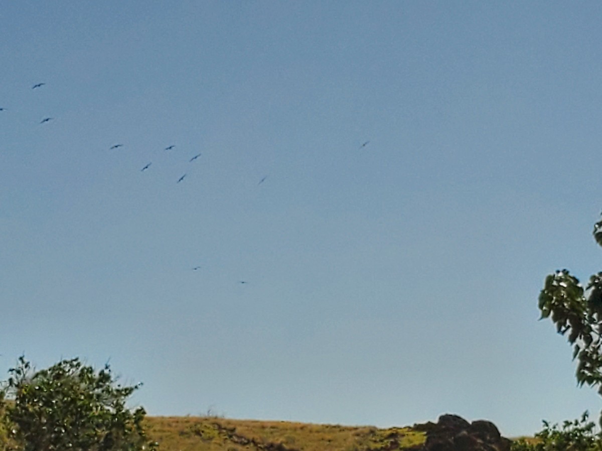 Great Frigatebird - ML615163992