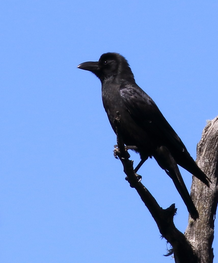 Large-billed Crow - ML615164015