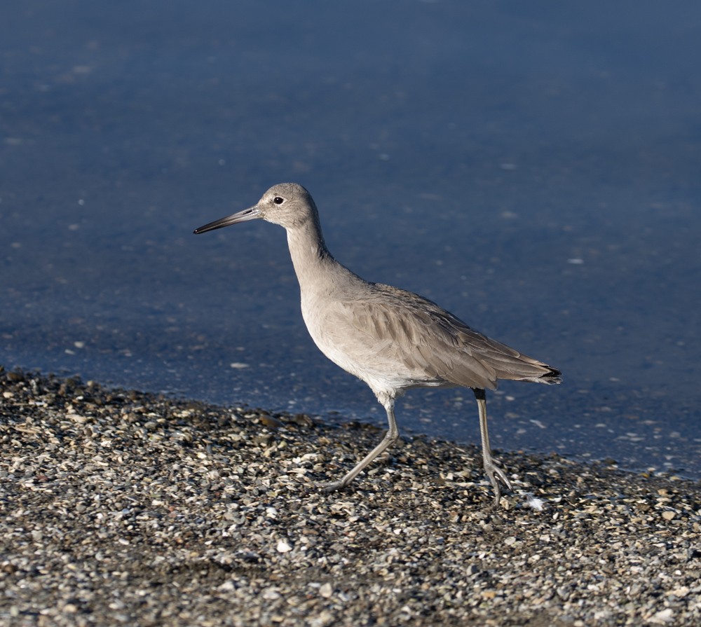 Willet - ML615164073