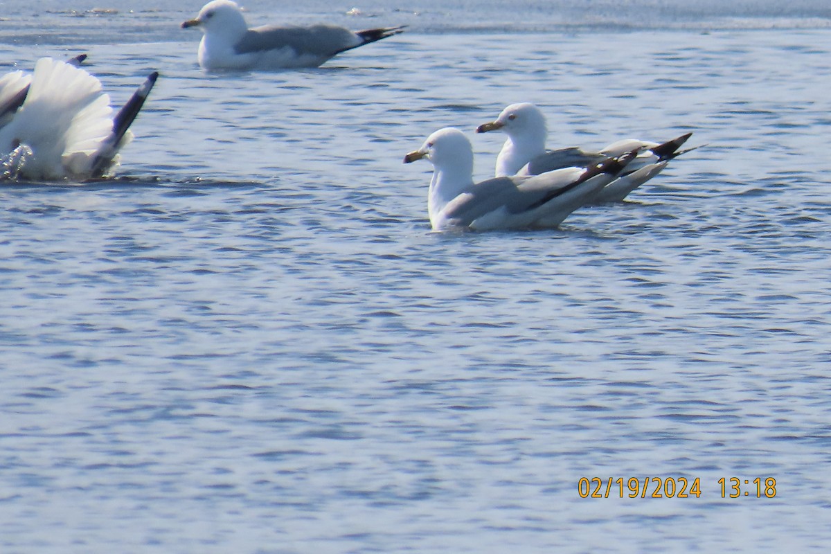 Ring-billed Gull - ML615164076