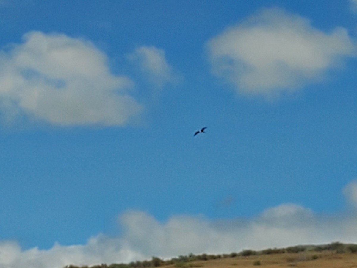 Great Frigatebird - ML615164087