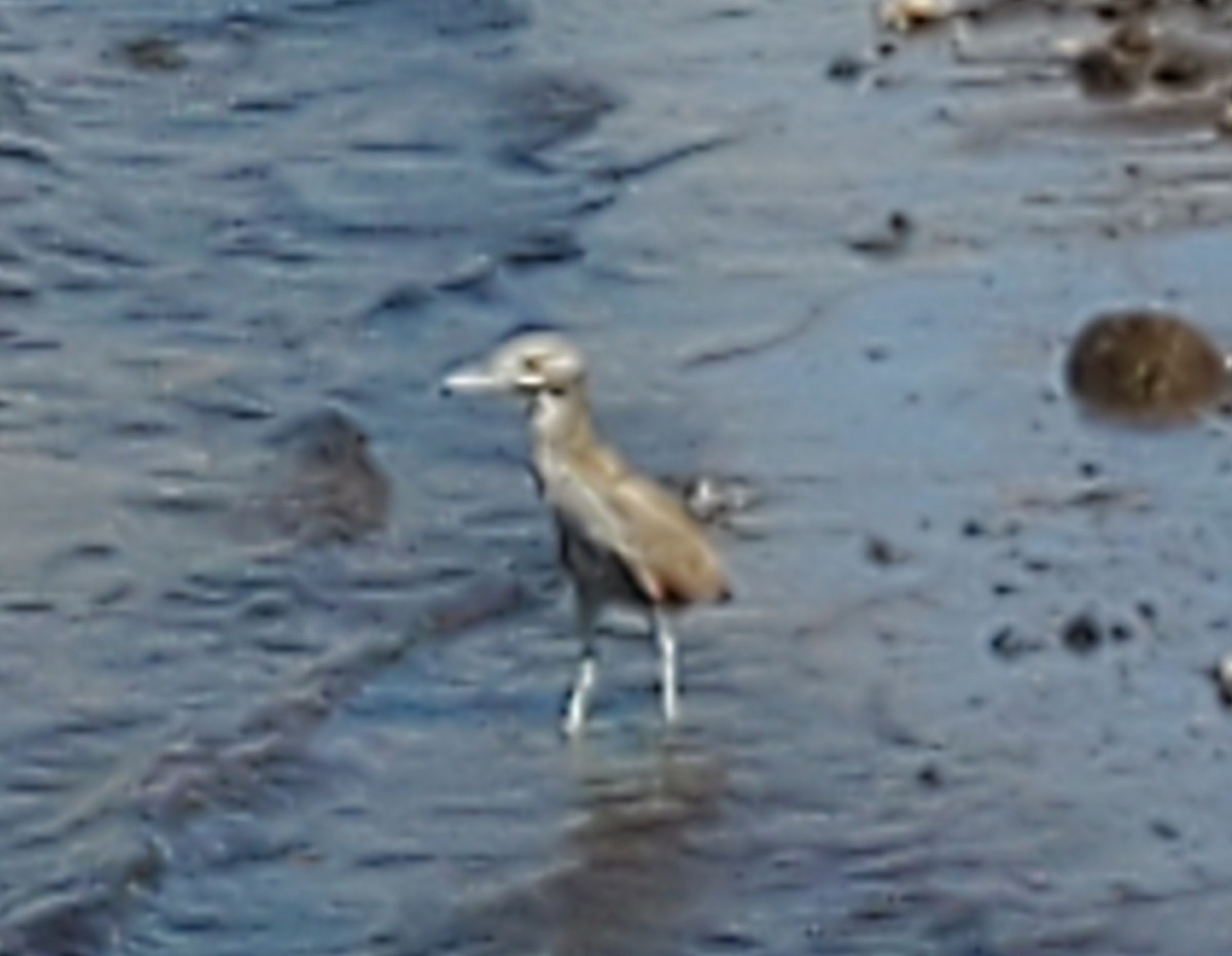 Black-crowned Night Heron - ML615164090