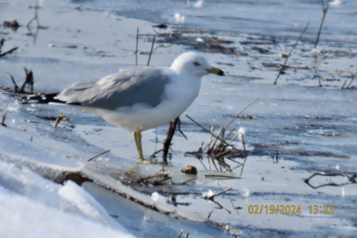 Ring-billed Gull - ML615164091