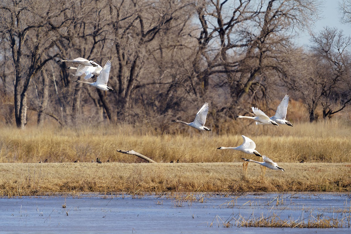 Cisne Trompetero - ML615164118