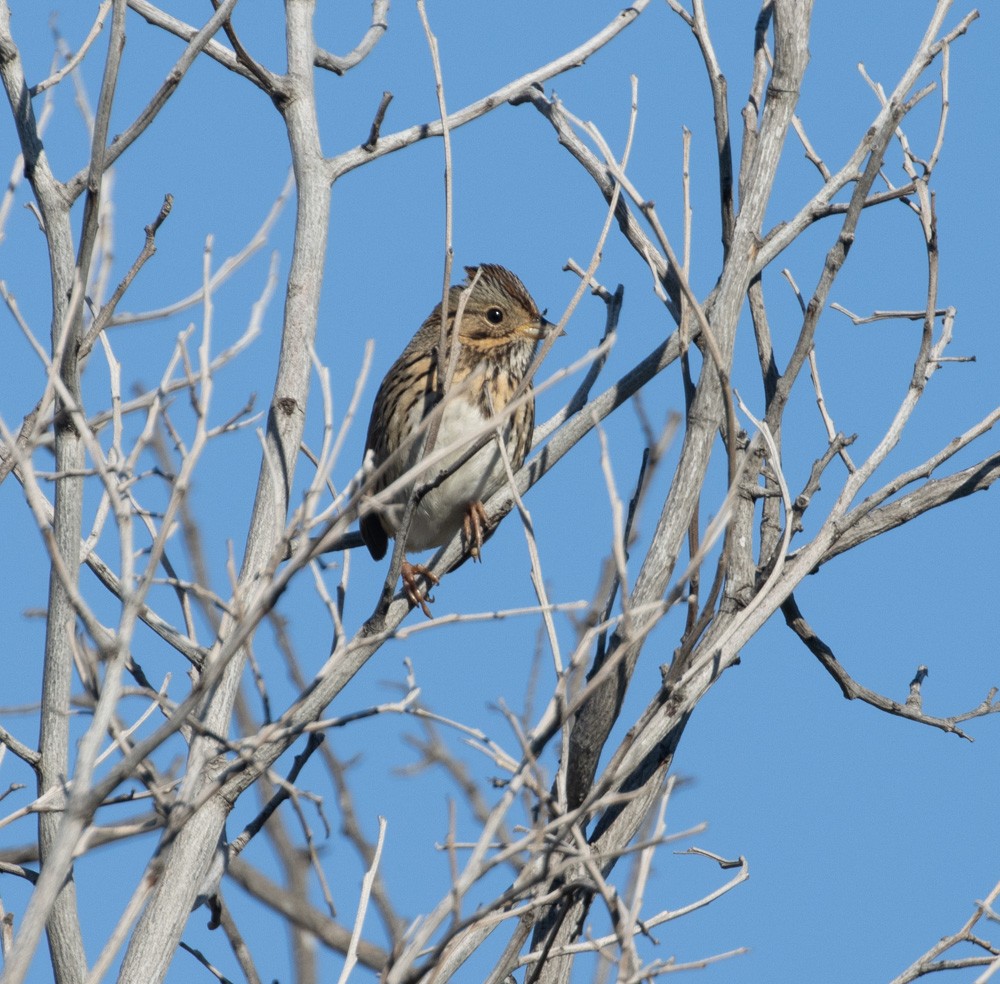 Lincoln's Sparrow - ML615164126