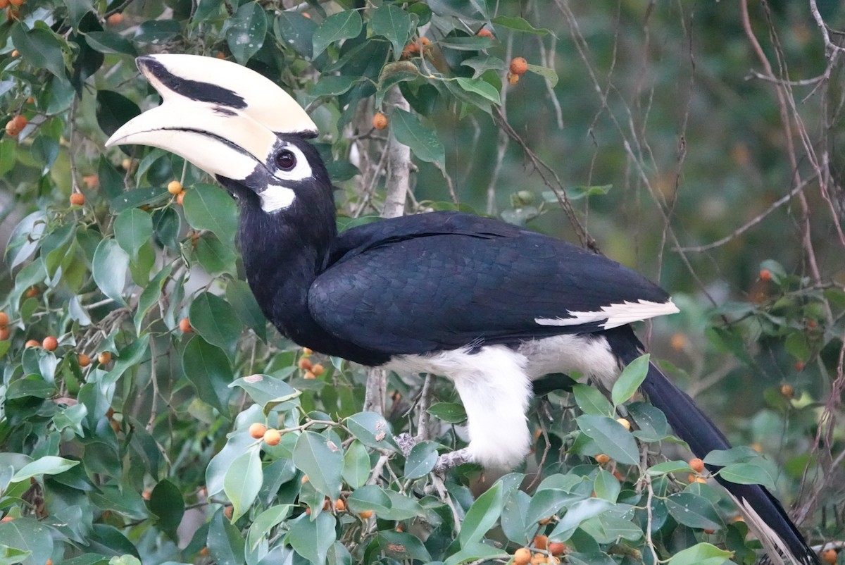 Oriental Pied-Hornbill - ML615164133