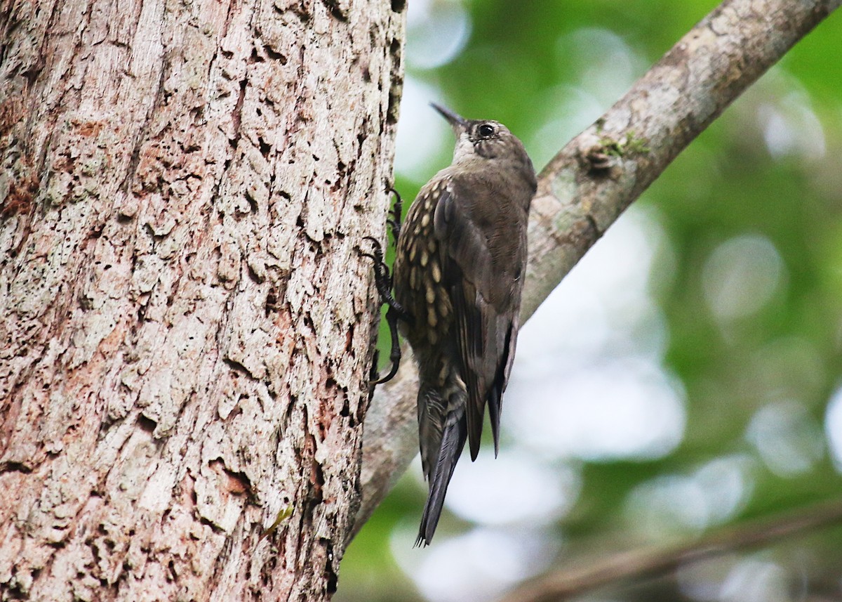 White-throated Treecreeper - ML615164141