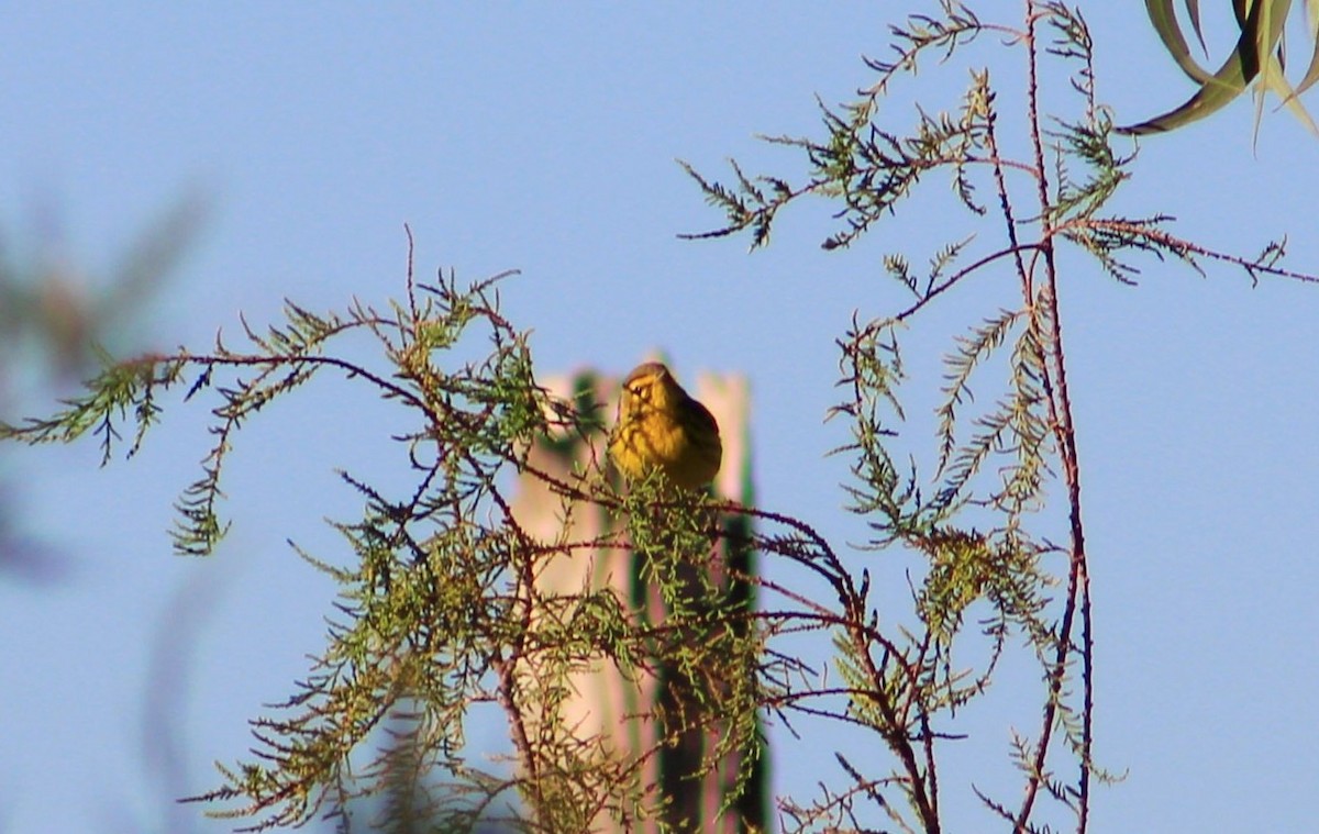 Prairie Warbler - Jhonatan Aragón y Arely Moran