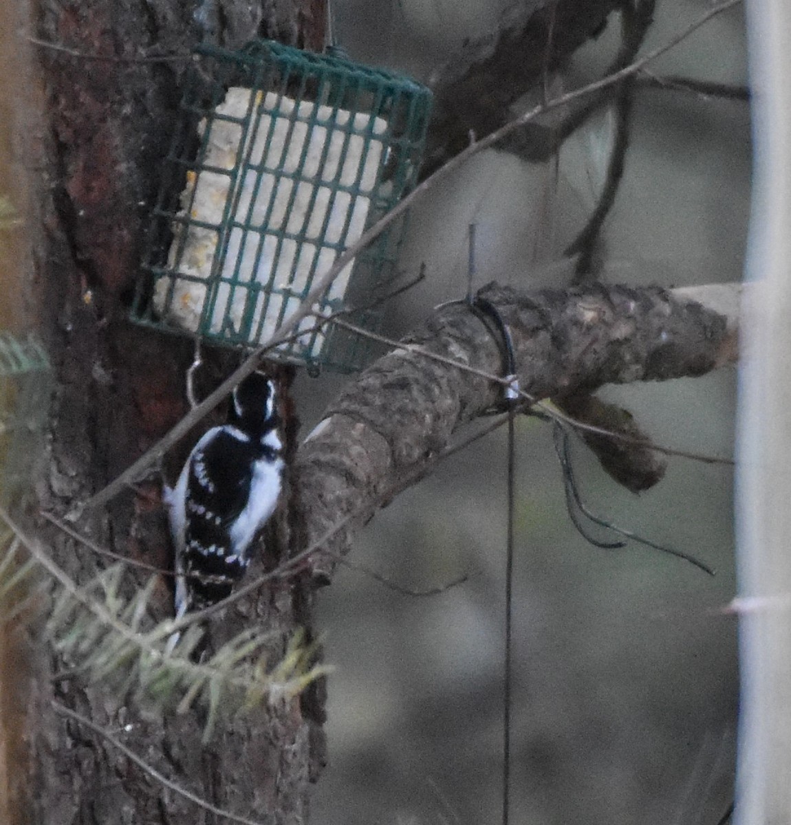 Hairy Woodpecker - Alec Andrus