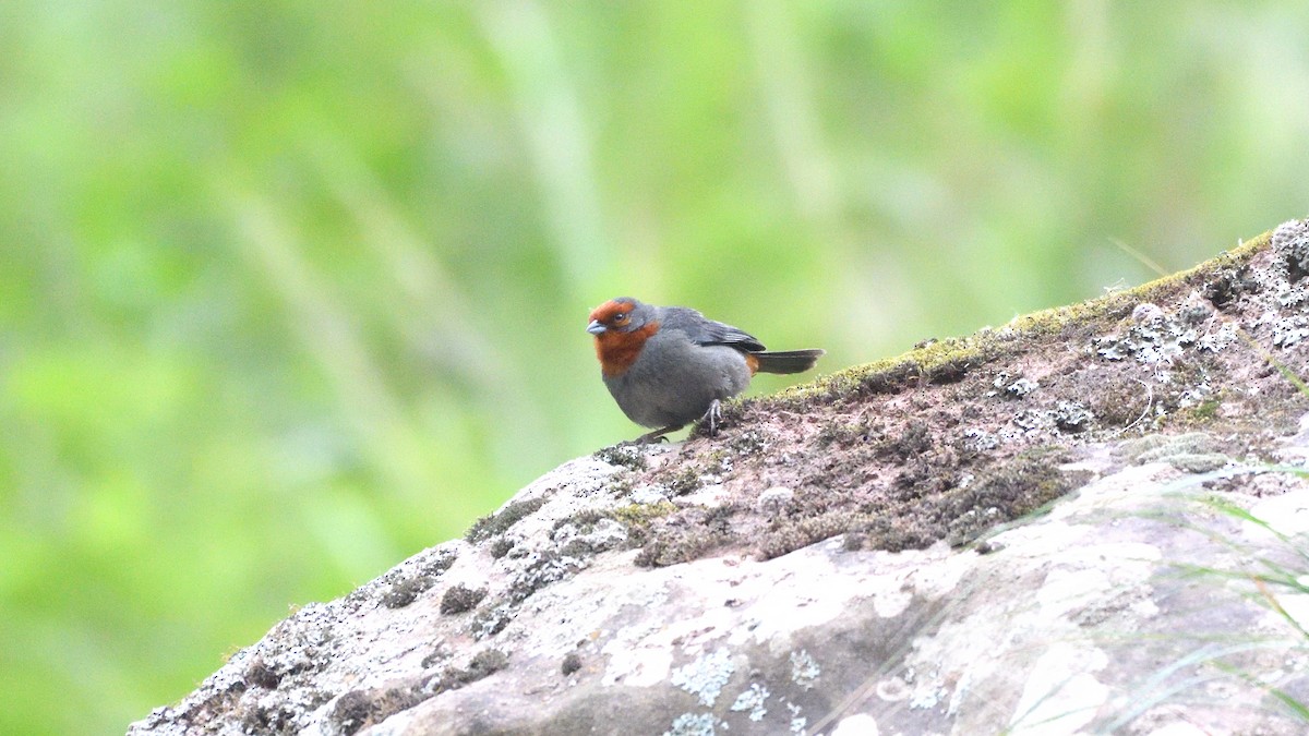 Tucuman Mountain Finch - Bruce Collins