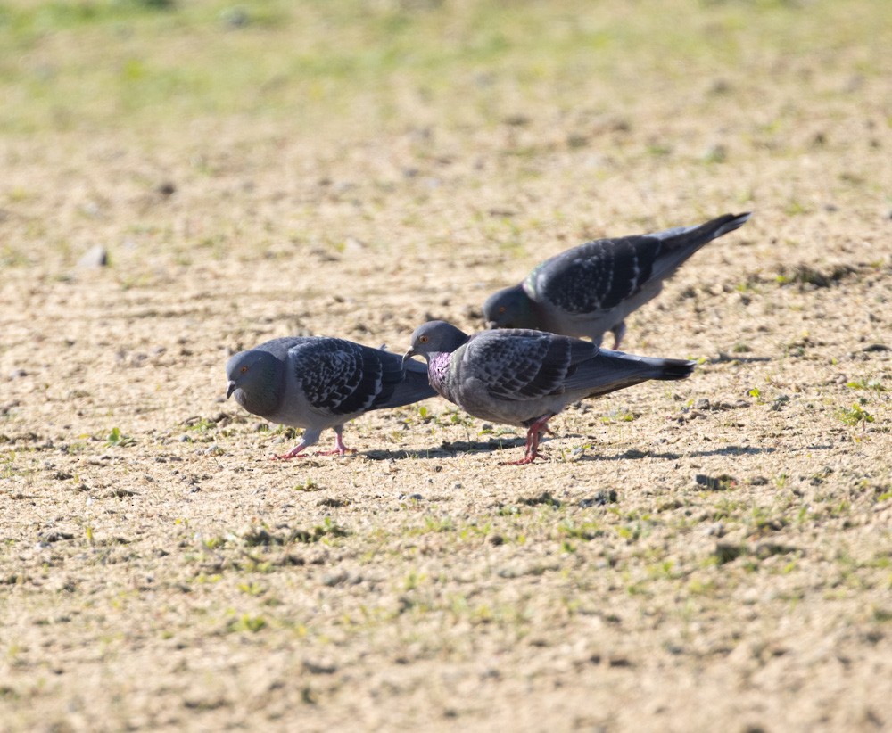 Rock Pigeon (Feral Pigeon) - ML615164290