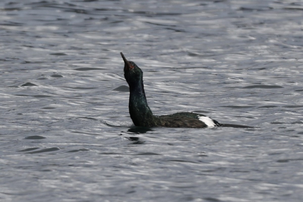 Cormorán Pelágico - ML615164321