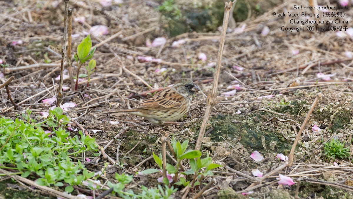 Black-faced/Masked Bunting - Xuelei Jiang