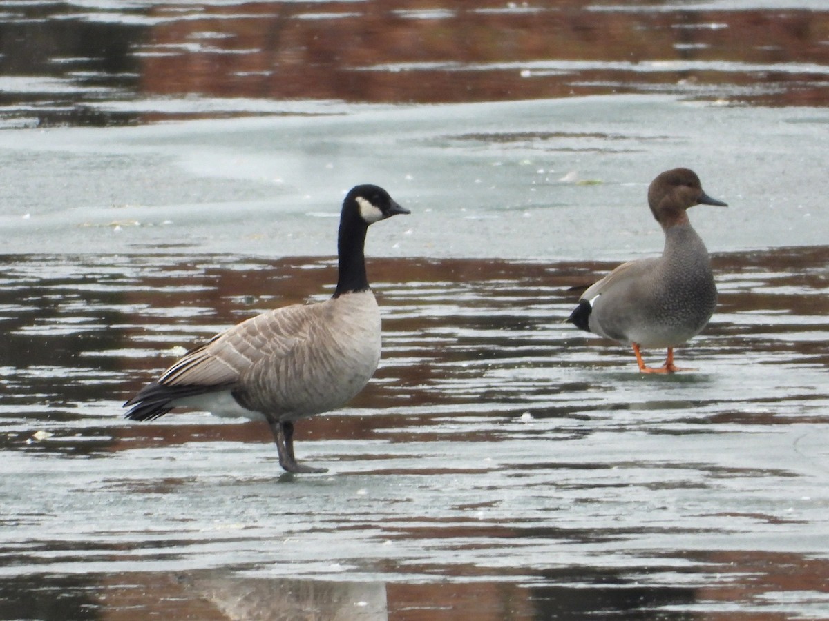 Cackling Goose - ML615164342