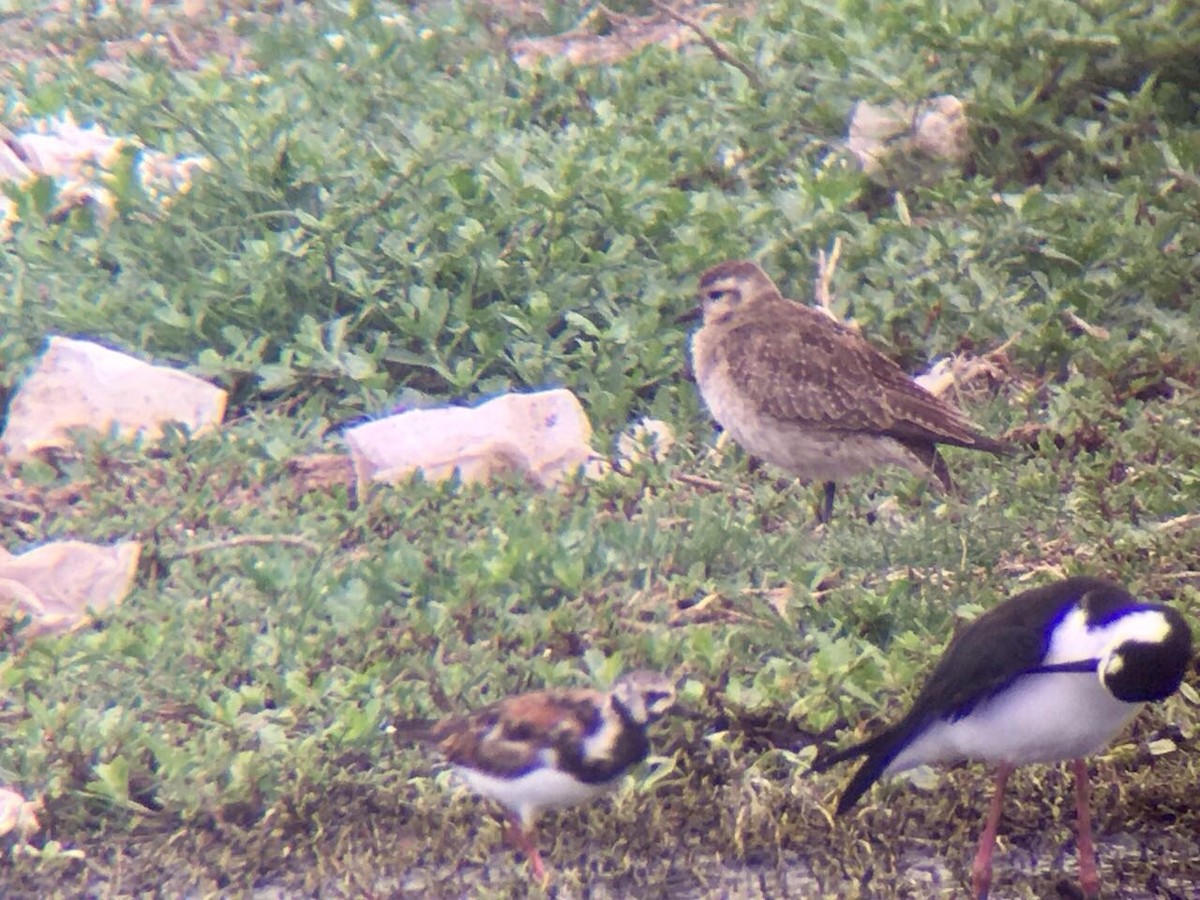 American Golden-Plover - ML61516441