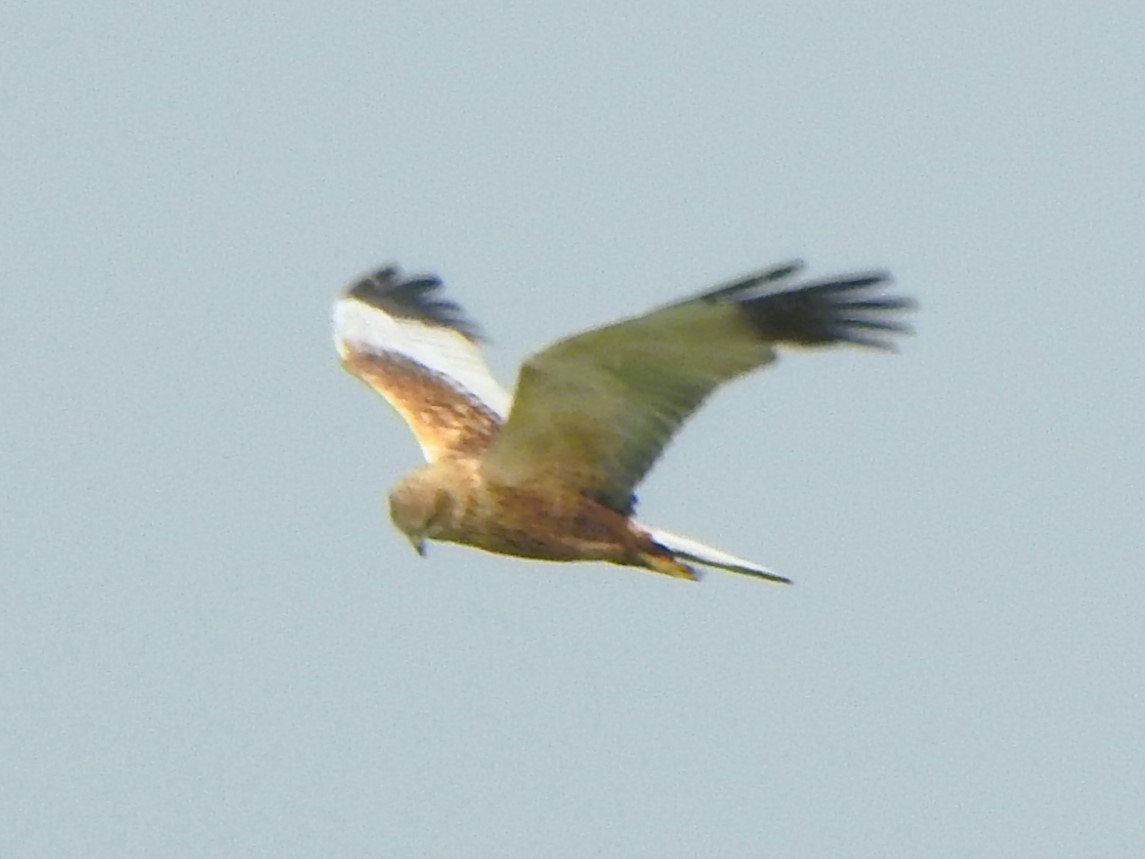 Western Marsh Harrier - ML615164430