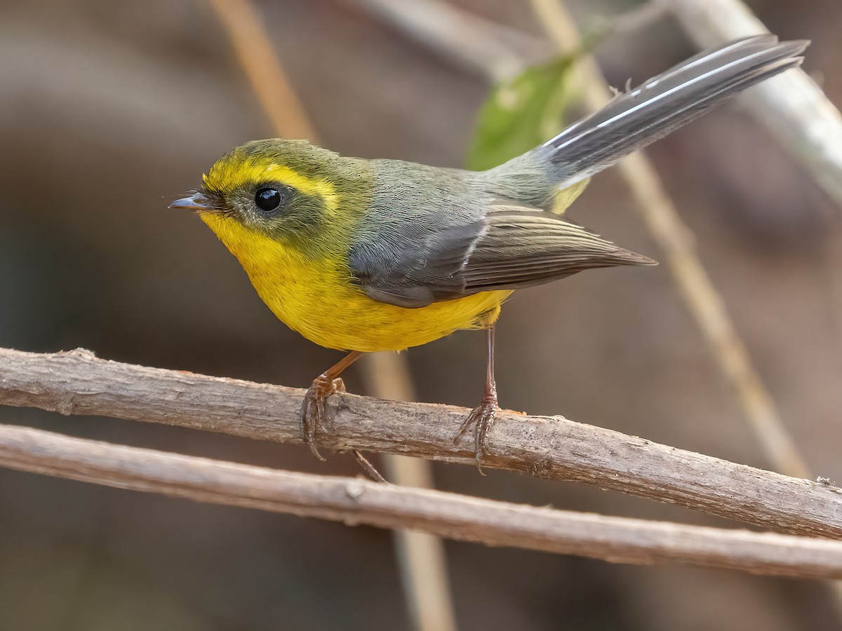 Yellow-bellied Fairy-Fantail
