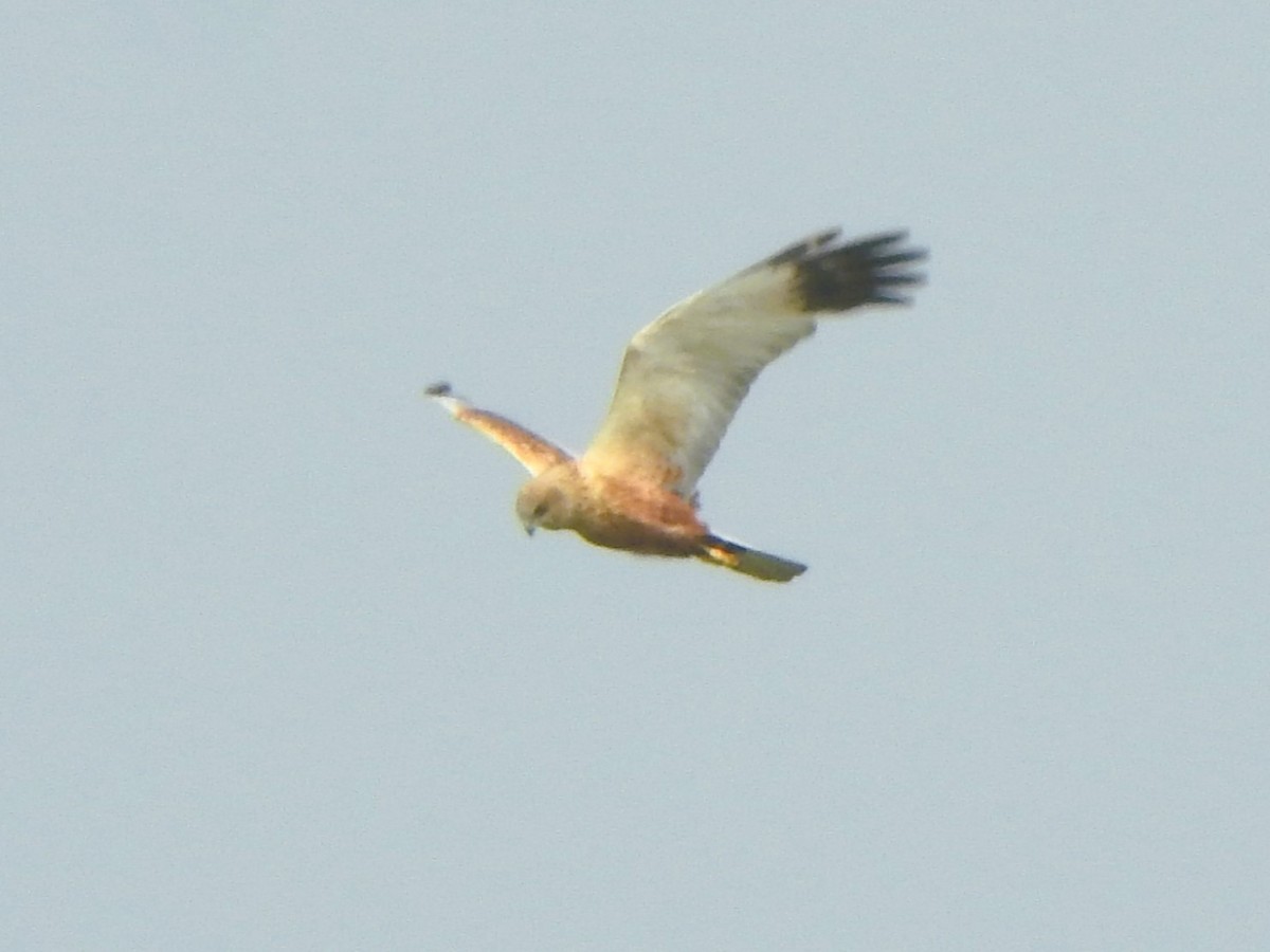 Western Marsh Harrier - ML615164438