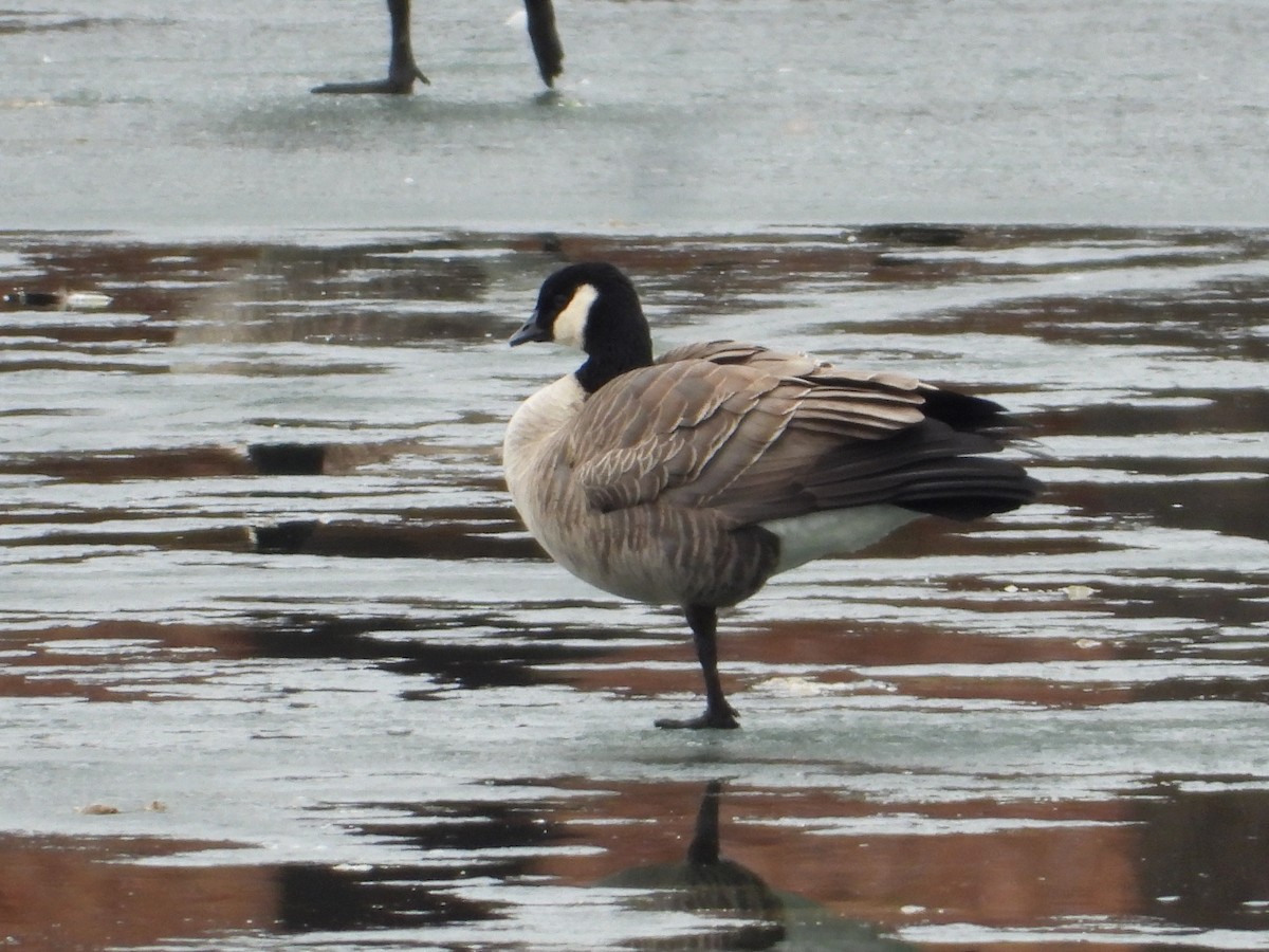 Cackling Goose - ML615164448