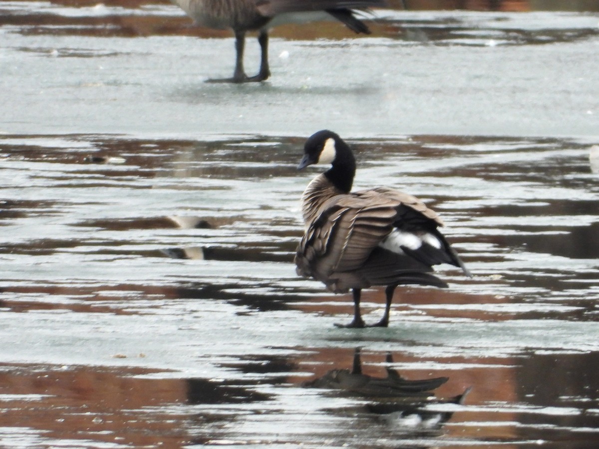 Cackling Goose - ML615164450